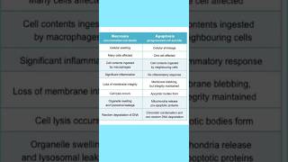 Apoptosis vs Necrosis in short biology cellbiology [upl. by Cassady99]