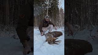 Kaurispukki lumiselta pellolta  Roe deer from snowy field [upl. by Steinke]