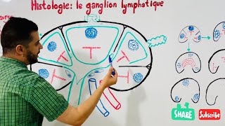 Histologie  Ganglion lymphatique [upl. by Enra]