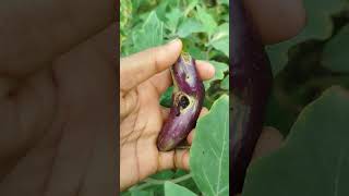 Cutworms brinjal youtubeshorts shorts brinjal [upl. by Ycam]