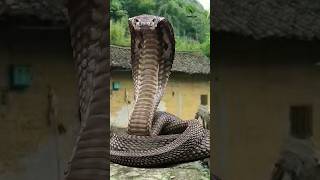 Dangerous snake wildlifeawareness animals [upl. by Arretahs]