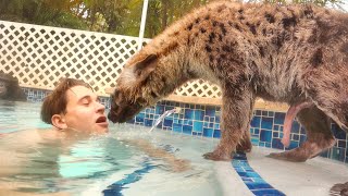 TEACHING BABY HYENA HOW TO SWIM [upl. by Siegfried]