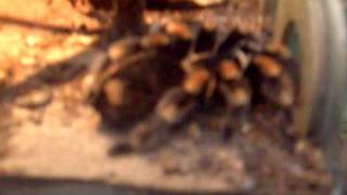 Mexican Tarantula  Zoo Antwerp Brachypelma smithi [upl. by Lipscomb]