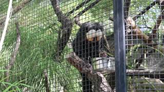 WhiteFaced Saki eating Part 2  Sacramento Zoo  91316 [upl. by Bryner]