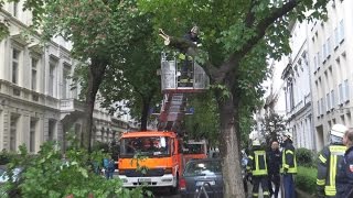 Ast abgebrochen  auf PKW gefallen in Bonner Südstadt am 010517 [upl. by Tiffy]