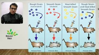 In search of Genetic Material  Griffith  Hershey–Chase  MacLeod–McCarty  English  NCERT [upl. by Henricks]