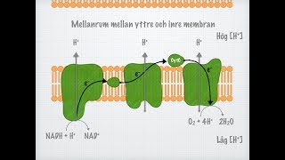 Cellandningen Biologi 2 [upl. by Eserrehs932]