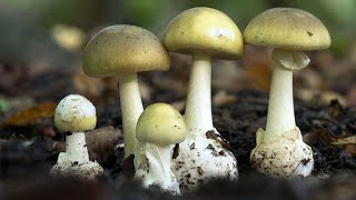 Amanita phalloides riconoscere un fungo mortale [upl. by Billie43]