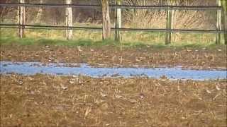 Cloud of Fieldfares  Wacholderdrosseln  Turdus pilaris [upl. by Canning]