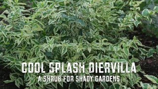 Cool Splash Diervilla  A Shrub for Shady Gardens [upl. by Burkhard166]