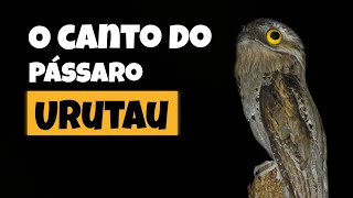 O canto do URUTAU Nyctibius griseus AO VIVO [upl. by Ayotl]