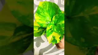 How to grow money plant propagation in soil moneyplantdecorationideas shorts [upl. by Pega298]