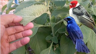 Como tratar pássaros com fezes moles duas plantas para curar seu passaro [upl. by Mateo]