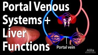 Portal Venous Systems Hepatic Portal System and Liver Functions Animation [upl. by Kcirddec]