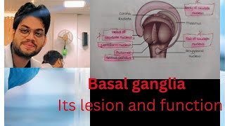 ranvijaymbbs Basal Ganglia  its part lesion and function [upl. by Opiuuk]