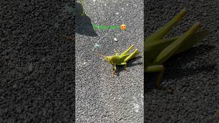 Wild observe 草蜢 grasshopper nature [upl. by Xer134]