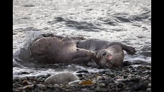 River Otter Romp [upl. by Lyrradal]