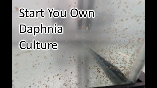 Starting A Live Daphnia Culture [upl. by Hubbard620]