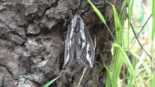 Huge Witchetty Grub Moth [upl. by Novaelc]