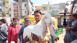 Indore Bakra Mandi Live Update Sunday 8 December 2024 [upl. by Kehr]