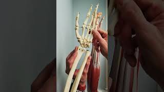 What is the carpal tunnel anatomy [upl. by Pollyanna489]