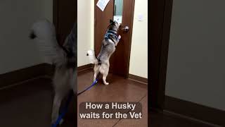 Husky Waiting for Vet [upl. by Eniowtna]