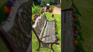 Colourful and beautiful group of parrotsparrots sound😍parrottalking parrots viral birds shorts [upl. by Bengt641]