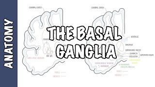 The Basal Ganglia Clinical Anatomy [upl. by Dragone]