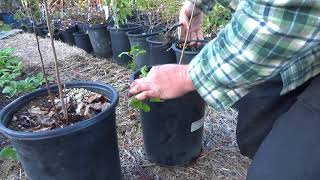 Harvesting Propagating Apple Rootstocks from Root SuckersBen Kotnik [upl. by Beverlee388]