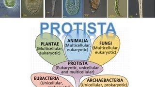 Kingdom Protista [upl. by Stark383]