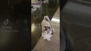 apt dancing bear shihpoo shitzu cutepuppiesdoingfunnythings cutebaby fyp foryou foryourpage [upl. by Ajtak]