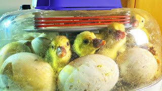 Lets Hatch Some Goslings From Egg to Bird Full Process [upl. by Ulund]