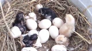 Latest Live Hen Hatching Eggs 2022 [upl. by Kerianne]