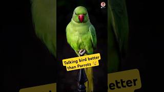 Lyrebird Talking amp copy better than parrots😯  AliFacts313 ali facts shorts youtube video [upl. by Aisat116]