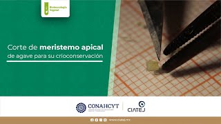 5 Crioconservación de meristemos de Agave [upl. by Atilegna]