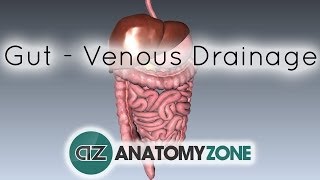 Blood Supply to the Gut Introduction  Part 2 Venous DrainagePortal System [upl. by Ttenyl]