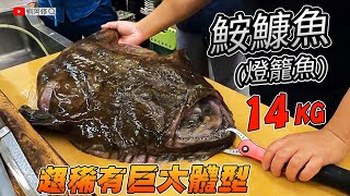 鮟鱇魚的處理｜長相奇特卻很美味的鮟鱇魚該如何處理？重達14公斤北海道來的超稀有巨物《味留一升庵》比之前看過的魚肝都要大好幾倍啊！Ft 阿坤的水族遊樂園 20210109 [upl. by Tice649]