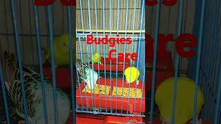 Budgies Care😘birds viral youtube budgies trending [upl. by Aicilev]