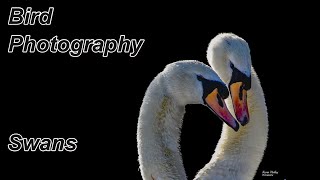 How to Photograph Swans [upl. by Fen]