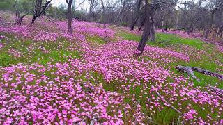 Roadtrip to Western Australia wildflower country [upl. by Laveen]