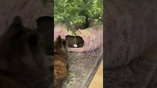 Cat mom hack cutecats catmom catlife catsoftiktok creatorsearchinsights [upl. by Anialeh458]