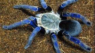 Top 10 Most Venomous Spiders [upl. by Glynda]