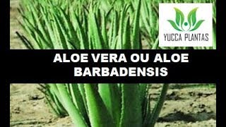 ALOE VERA OU ALOE BARBADENSIS aprenda como cultivar como fazer mudas [upl. by Wons]