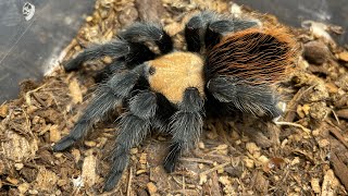 Brachypelma Albiceps Rehousing a stubborn Mexican golden red rump and showing off the three I own [upl. by Yruj]