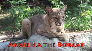 ANGELICA the BOBCAT [upl. by Katt]