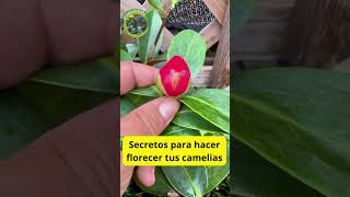 Secretos para hacer florecer tus camelias ¡Consejos de nutrición y cuidado [upl. by Stier]