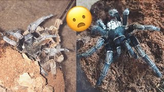 Saving my TARANTULA · Molt GONE WRONG [upl. by Atte]