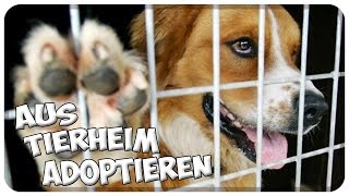 Haustier aus dem Tierheim  Tierschutz adoptieren So läuft die Vermittlung ab Tipps [upl. by Aekahs]