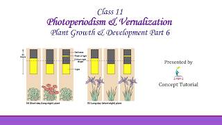 Photoperiodism amp Vernalization  Plant Growth and Development Part 6  Biology Class 11NEET [upl. by Ethbinium]