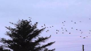 fieldfare flock loch an iuir [upl. by Cynde]